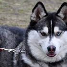 Husky-Malamute-1