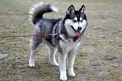 Husky-Malamute-2