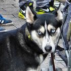 Husky-Mischling