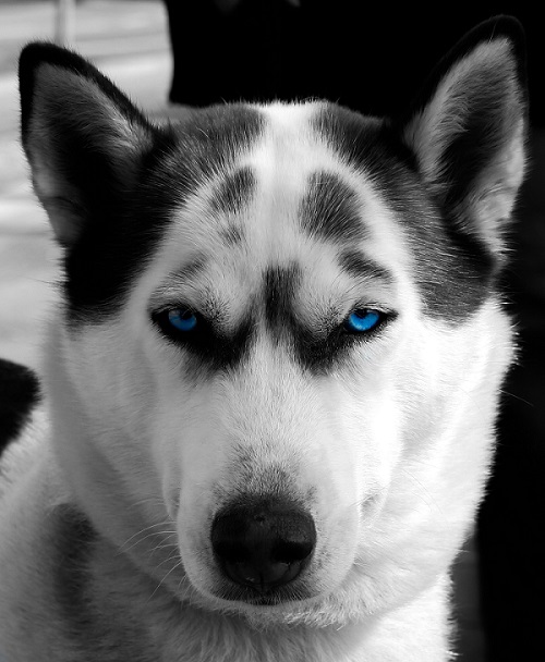 Husky mit Colorkey