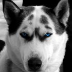 Husky mit Colorkey