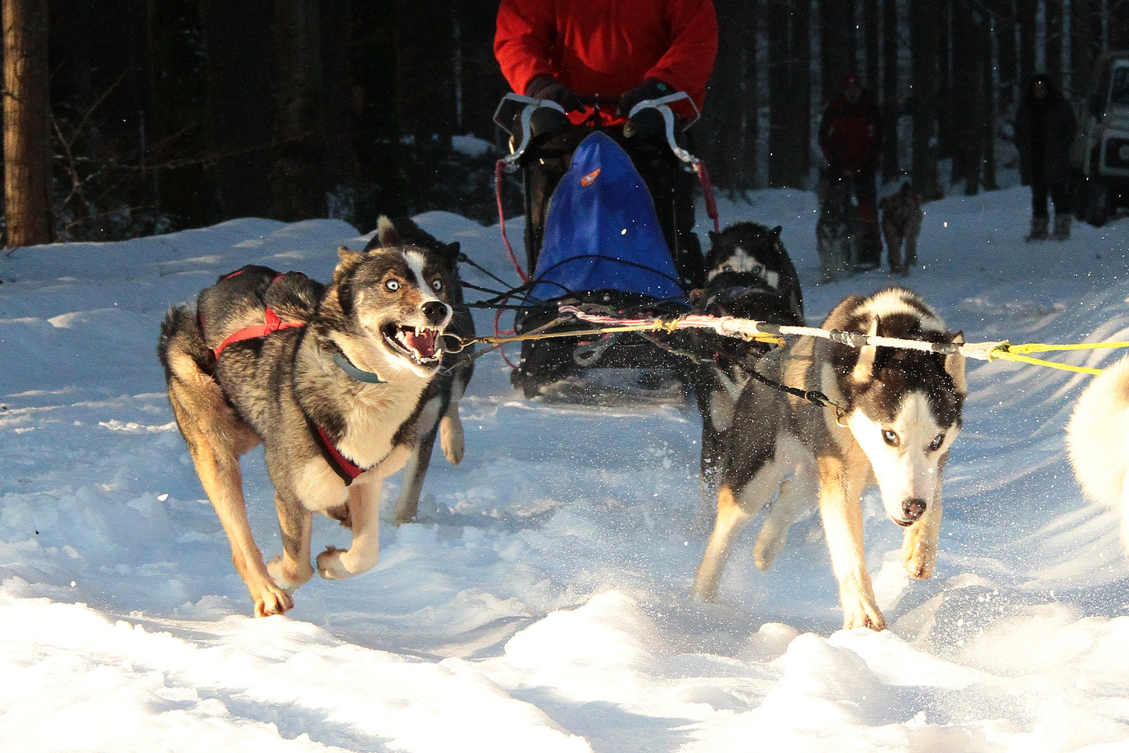 Husky mit vollem Einsatz