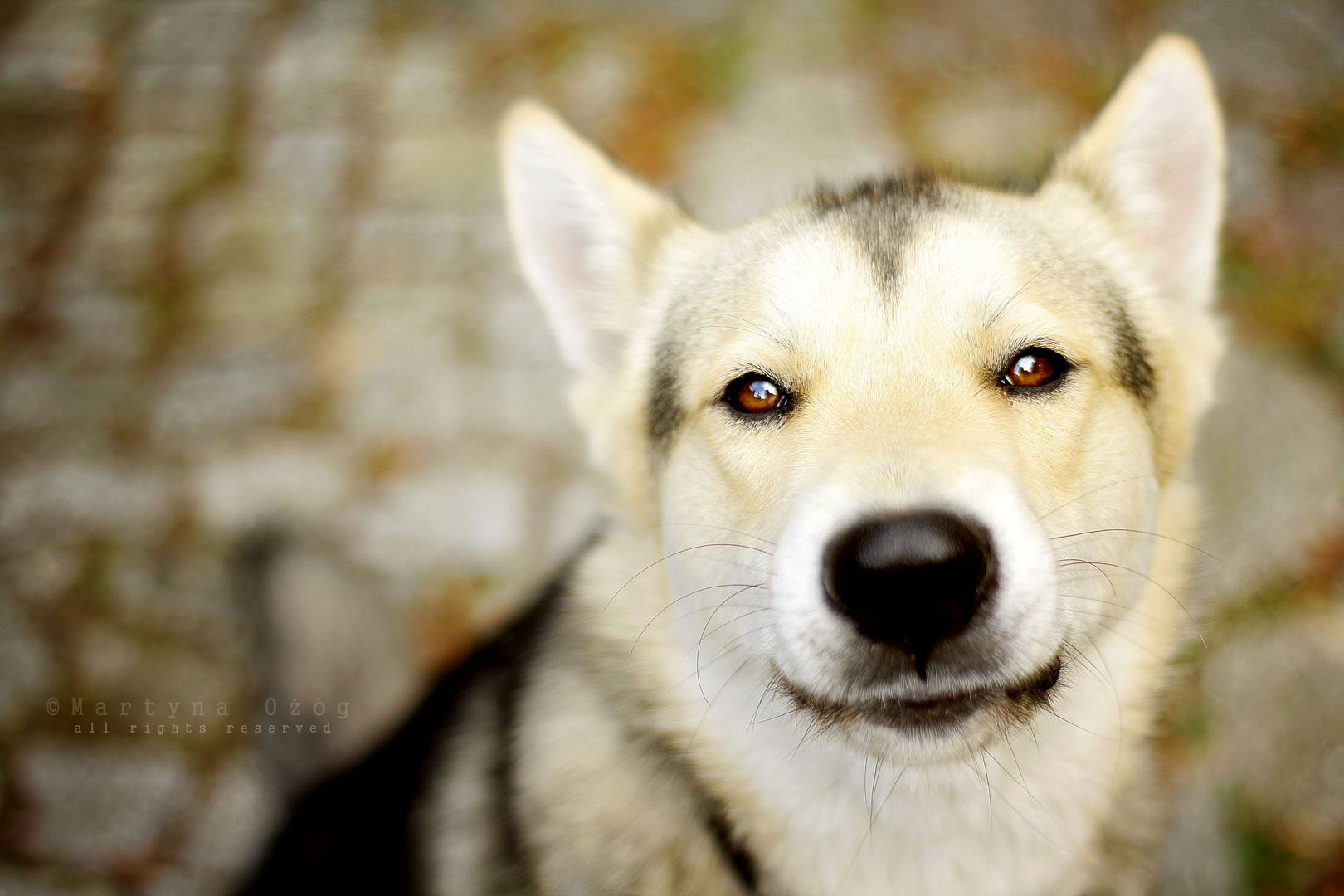 husky mix Marsi