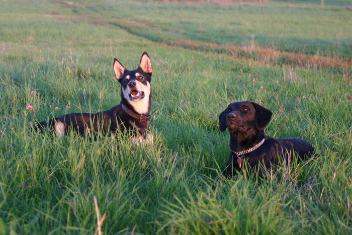 Husky-Mix und mein Wachtel / Jagdterrier-Mix