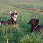 Husky-Mix und mein Wachtel / Jagdterrier-Mix