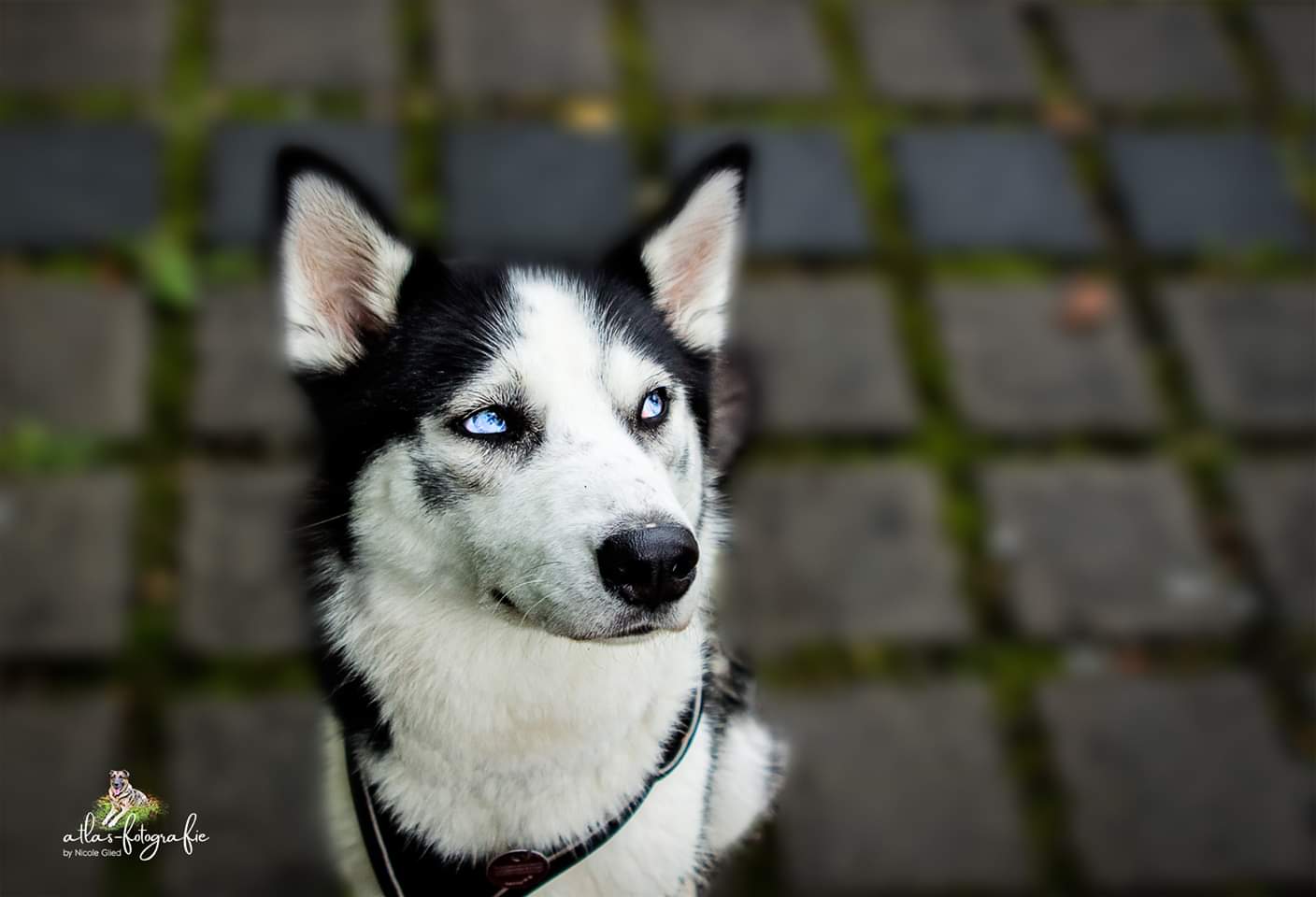 Husky Molly