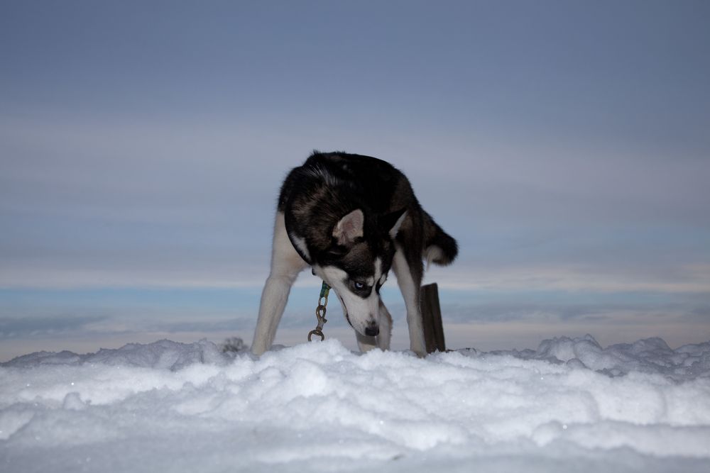 Husky nach dem Winterlauf