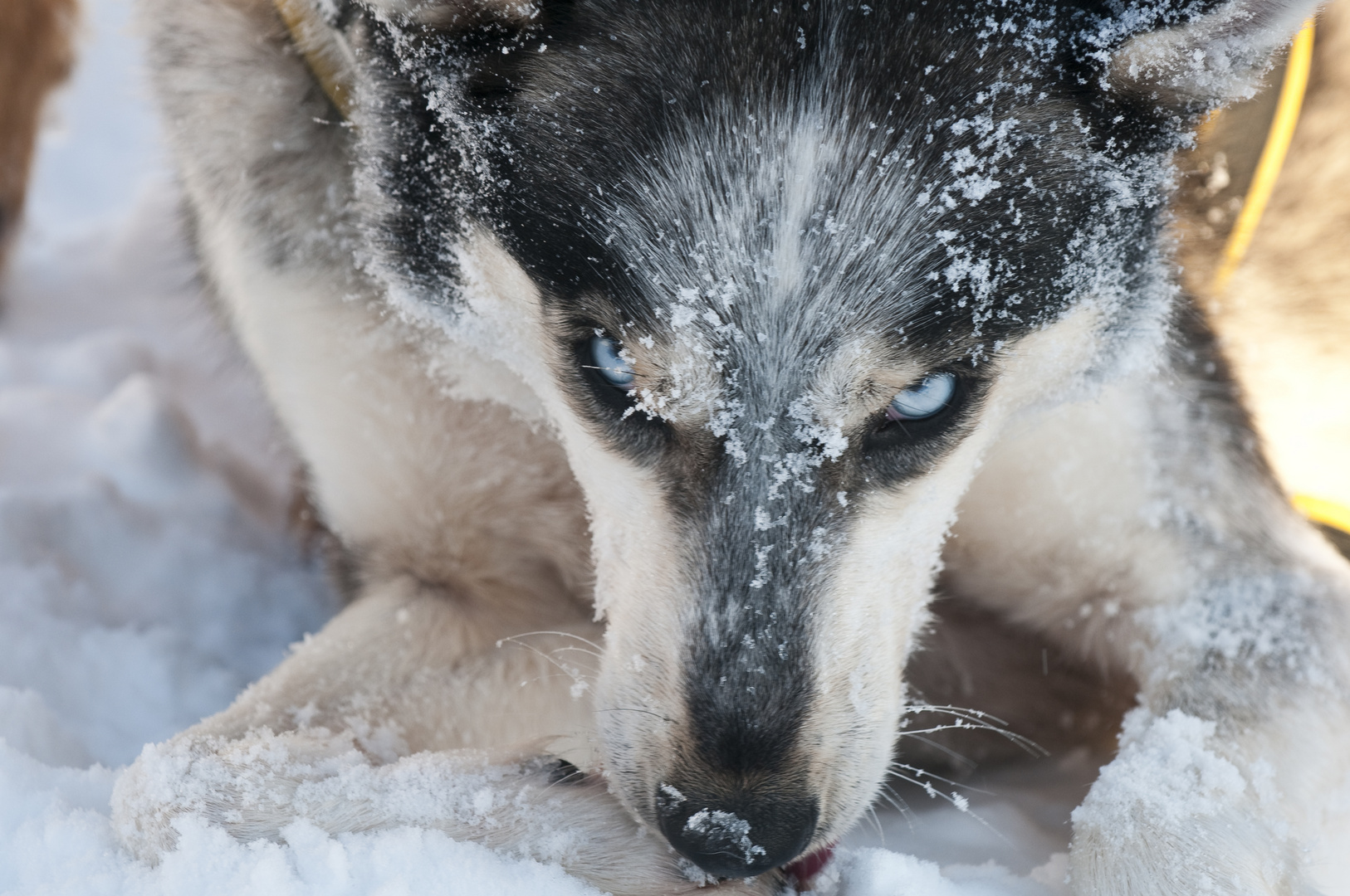 Husky nach der Arbeit