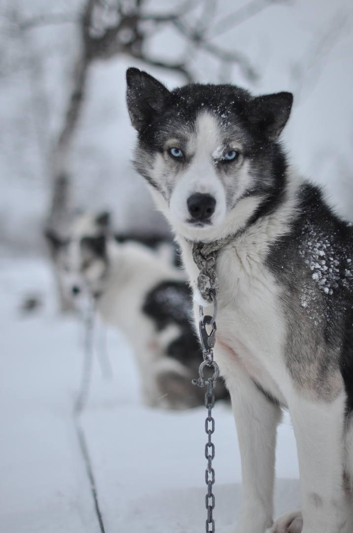 Husky nach Schlittentour