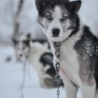 Husky nach Schlittentour