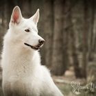 Husky | Nimmersatt