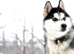 Husky Portrait (2)