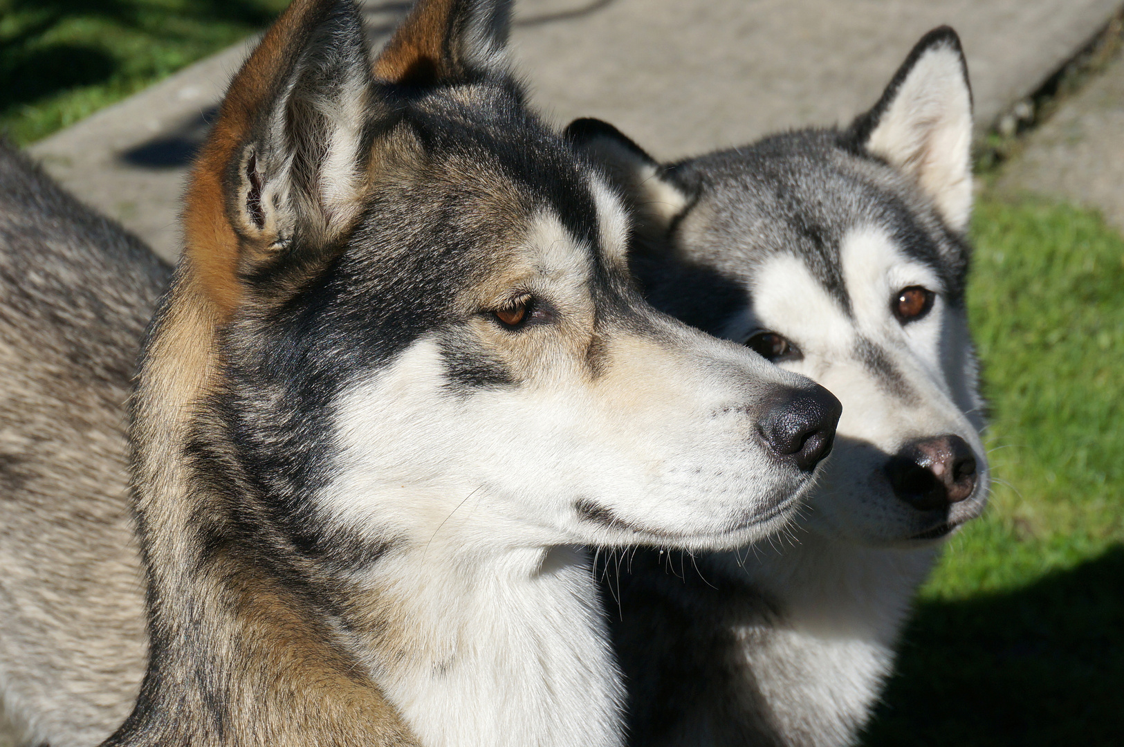 Husky Portrait