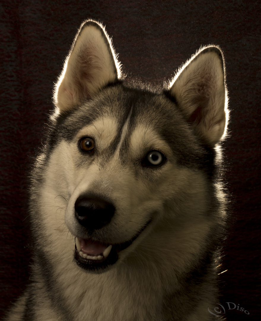 Husky Portrait 