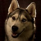 Husky Portrait 