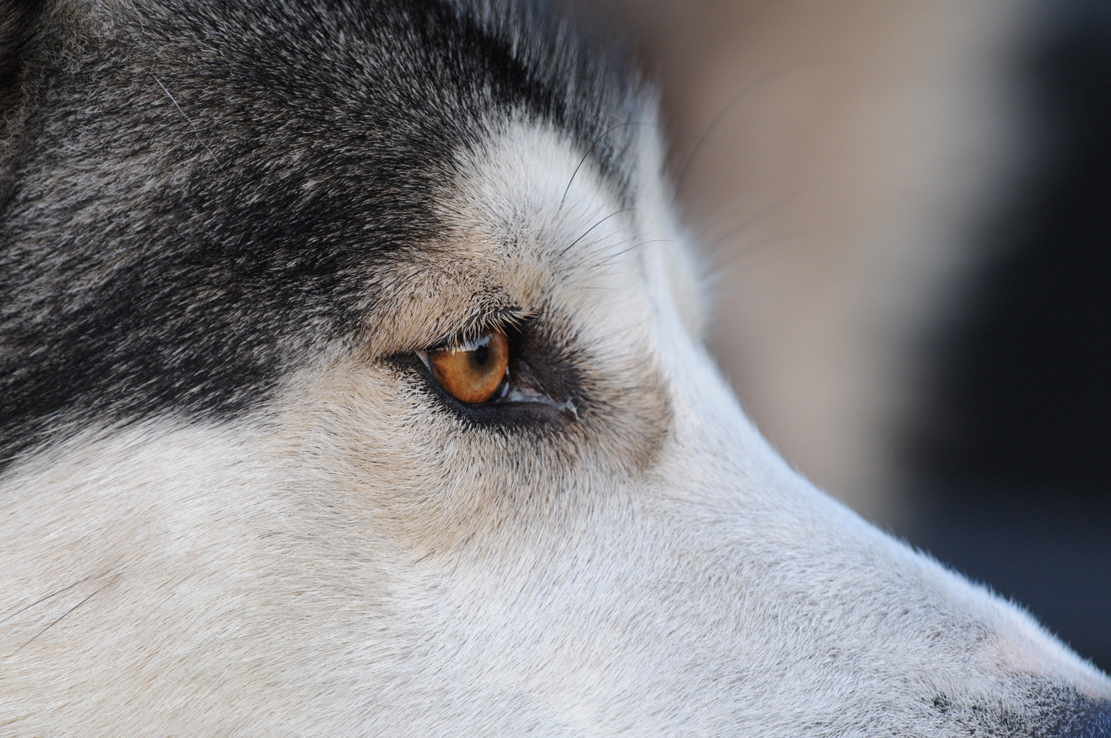 Husky Portrait