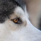 Husky Portrait