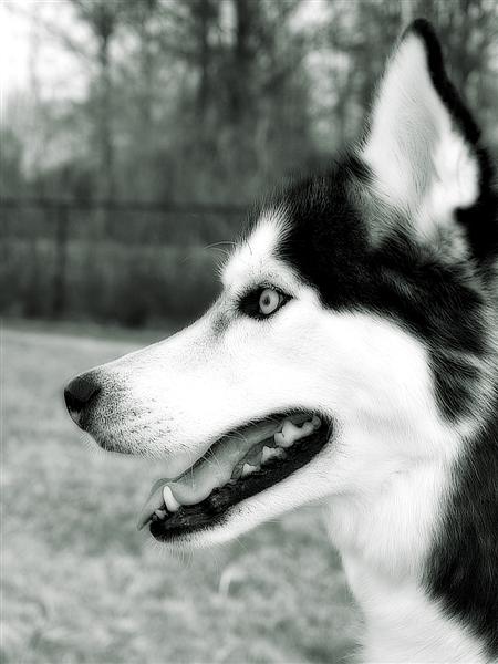 Husky profile