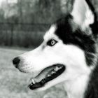 Husky profile