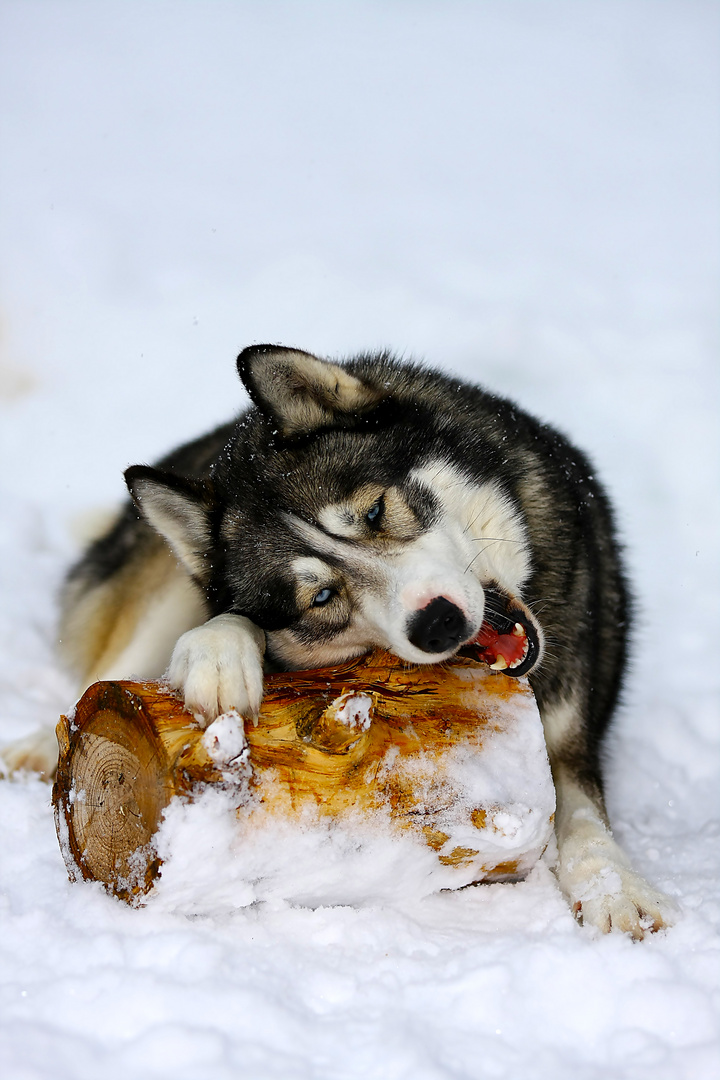 Husky Ranch in Tirol