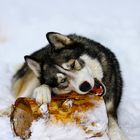 Husky Ranch in Tirol