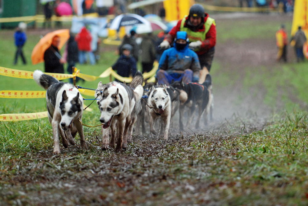 Husky Rennen in Wald-Michelbach