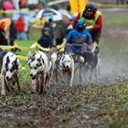 Husky Rennen in Wald-Michelbach