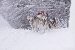 Husky Rennen Inzell