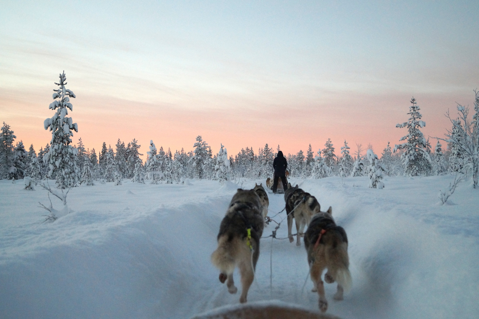 Husky Safari