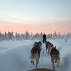 Husky Safari