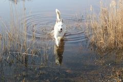 Husky Santana im Wasser