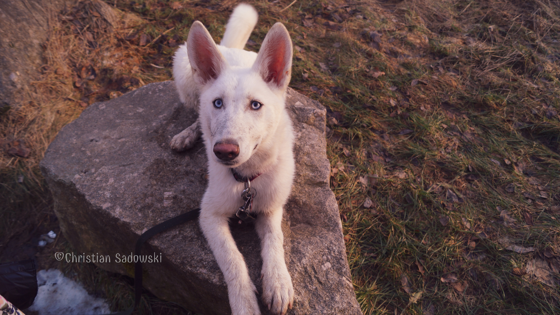 Husky-Schäferhund Kira