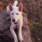 Husky-Schäferhund Kira