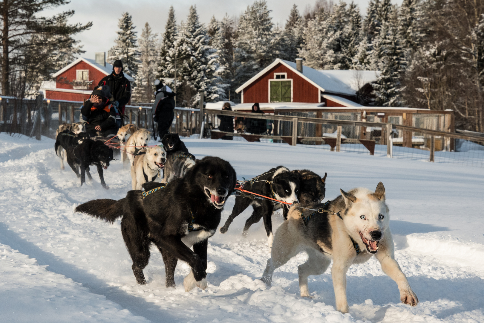 Husky-Schlittenfahrt in Schwedisch-Lappland