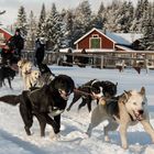 Husky-Schlittenfahrt in Schwedisch-Lappland