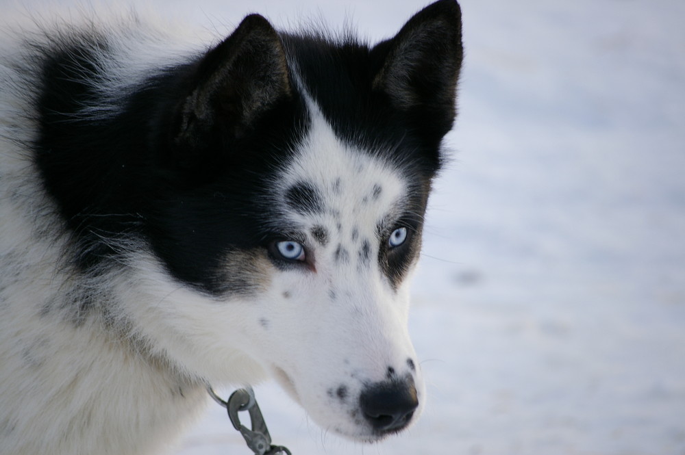 Husky - Schlittenhund