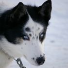 Husky - Schlittenhund