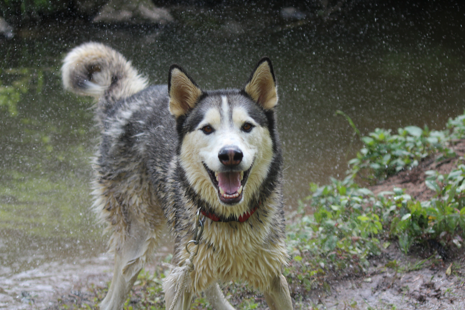 Husky schüttelt sich