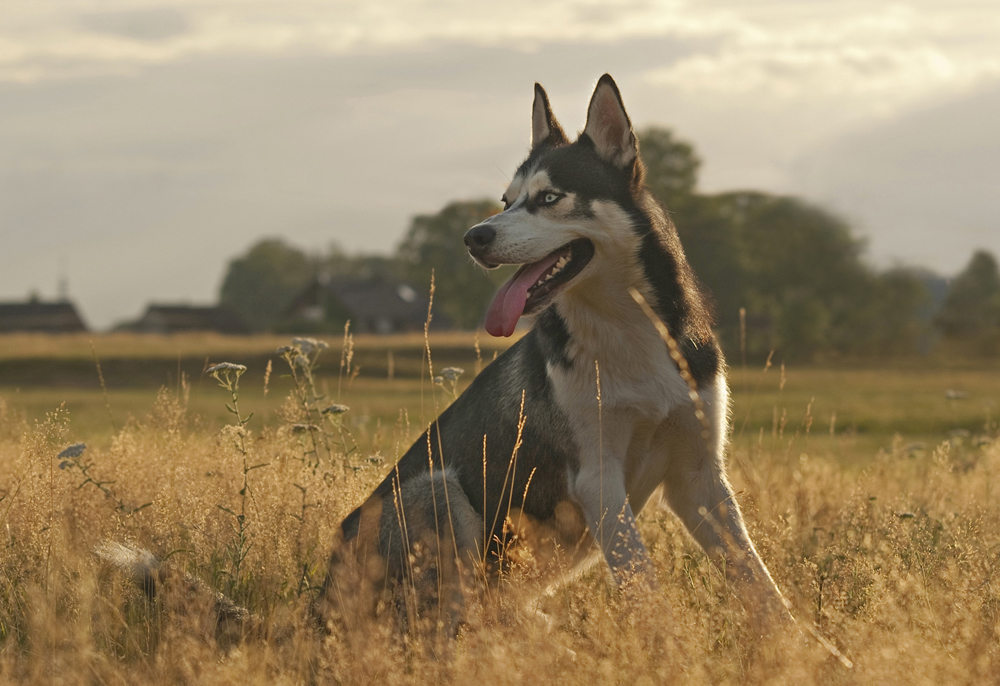 Husky Sky im letzten Licht des Tages