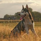 Husky Sky im letzten Licht des Tages