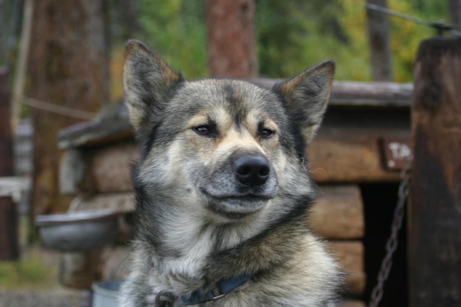 Husky - so richtig wach bin ich noch nicht