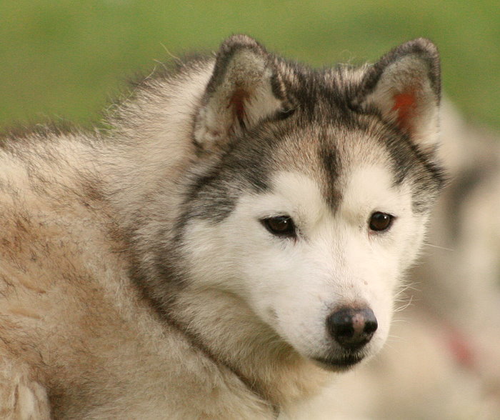 Husky Stake Out