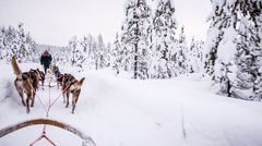 Husky Tour Finnland 