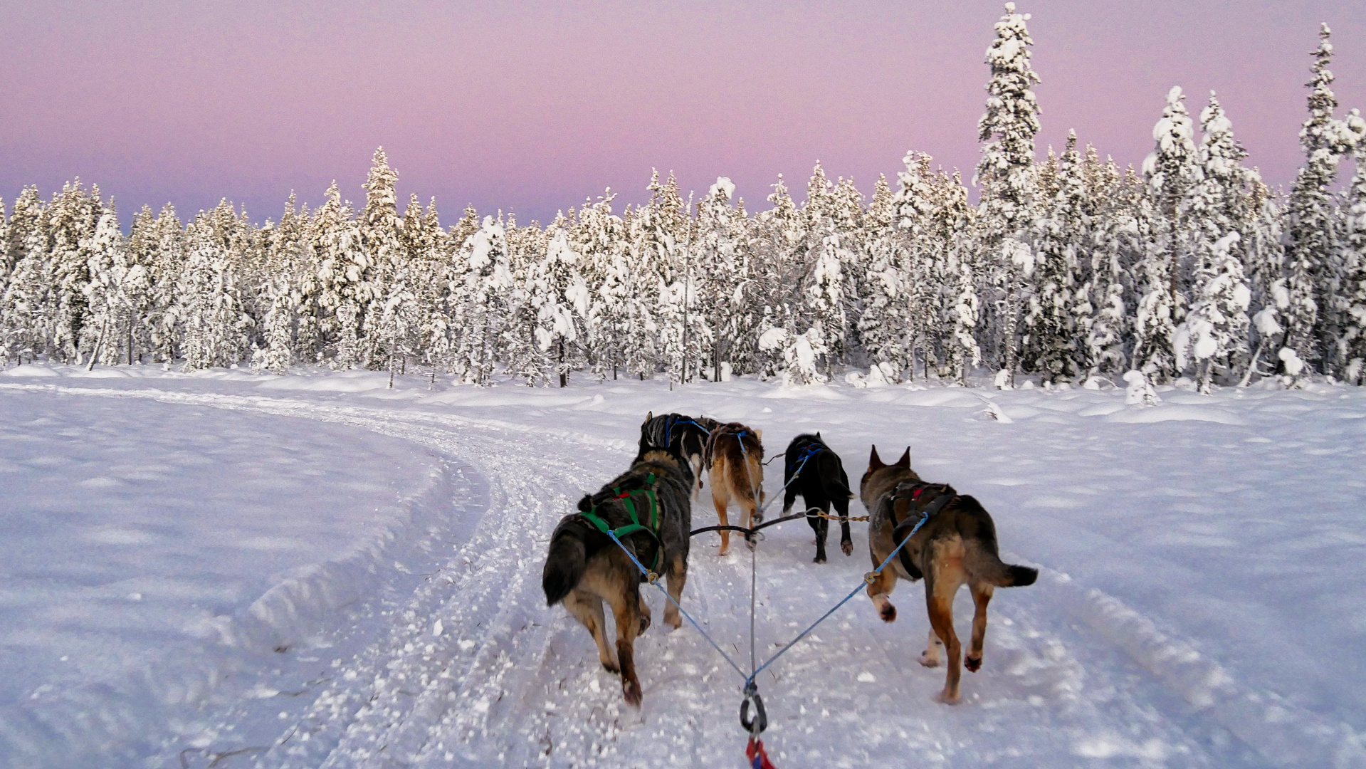 Husky Tour in Lappland