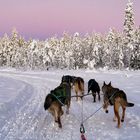 Husky Tour in Lappland