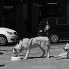 Husky Trail in Berlin