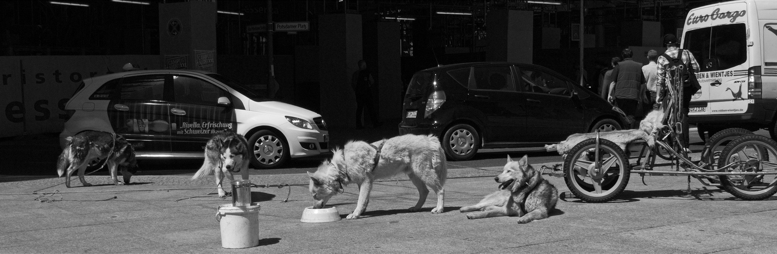 Husky Trail in Berlin