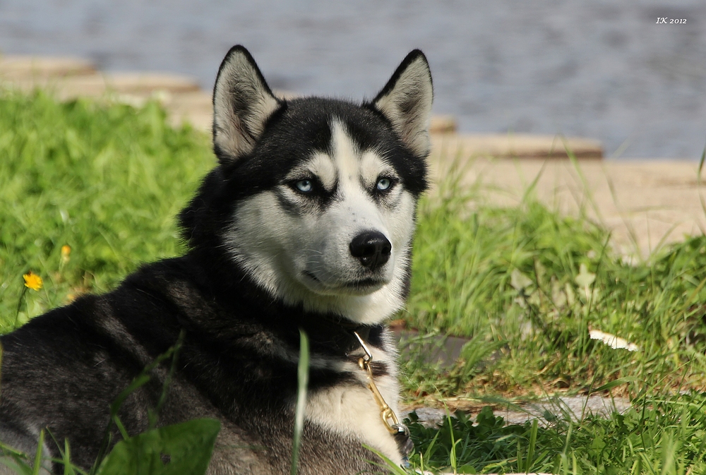 Husky-Treffen 1