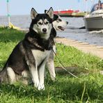 Husky-Treffen