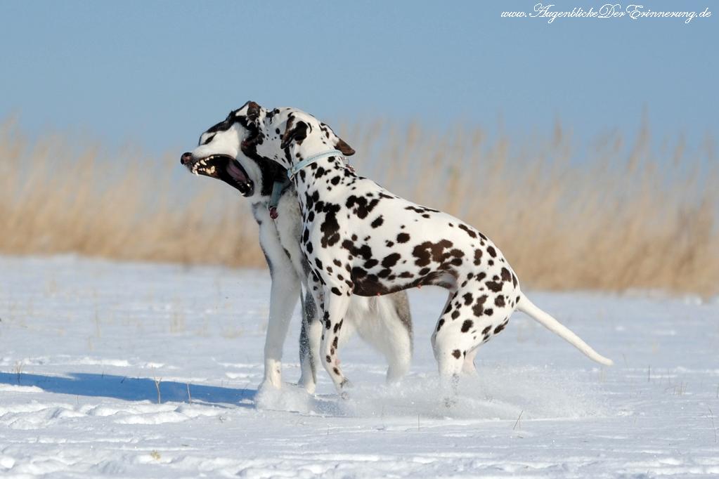 Husky vs. Dalmatiner Bild II.